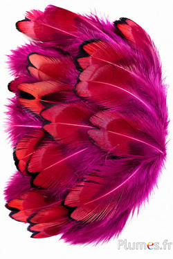 Fagiano di Colchide - 3-5 cm - fucsia